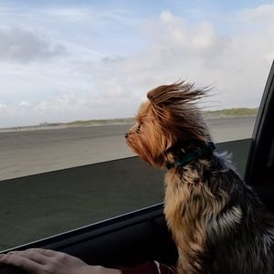 Meet your Posher, Heidi